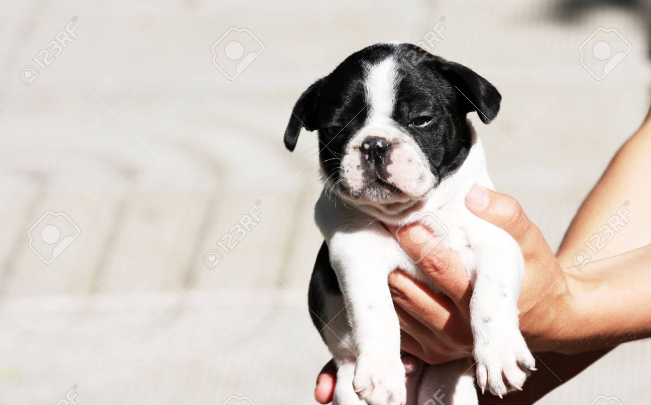 Bulldog Frances Bebe De Paseo Fotos Retratos Imagenes Y Fotografia De Archivo Libres De Derecho Image