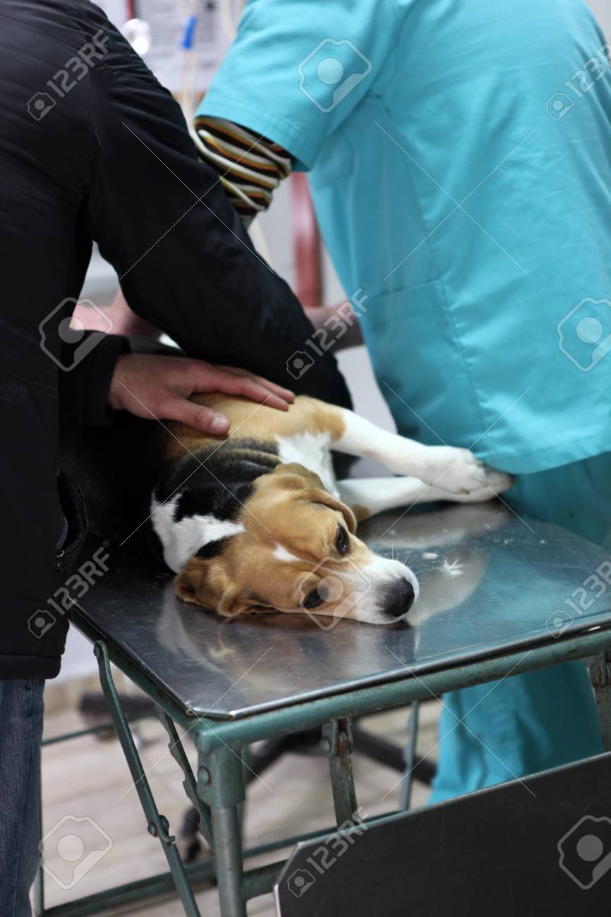 Dog at the vet in the surgery preparation room. - 12575359 Dog at the vet in the surgery preparation room. - 12575359