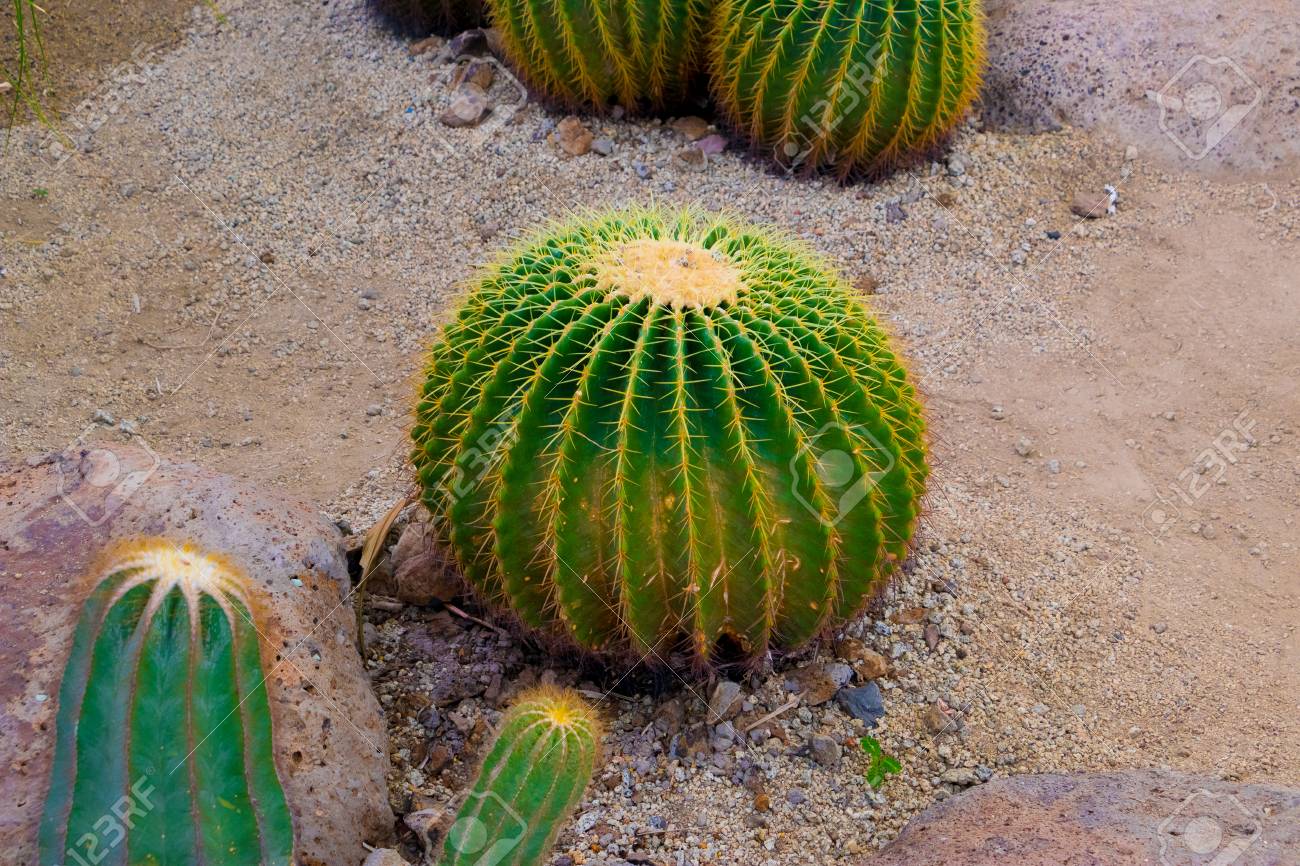 Golden Barrel Cactus Echinocactus Grusonii Plant Golden Ball Stock Photo Picture And Royalty Free Image Image