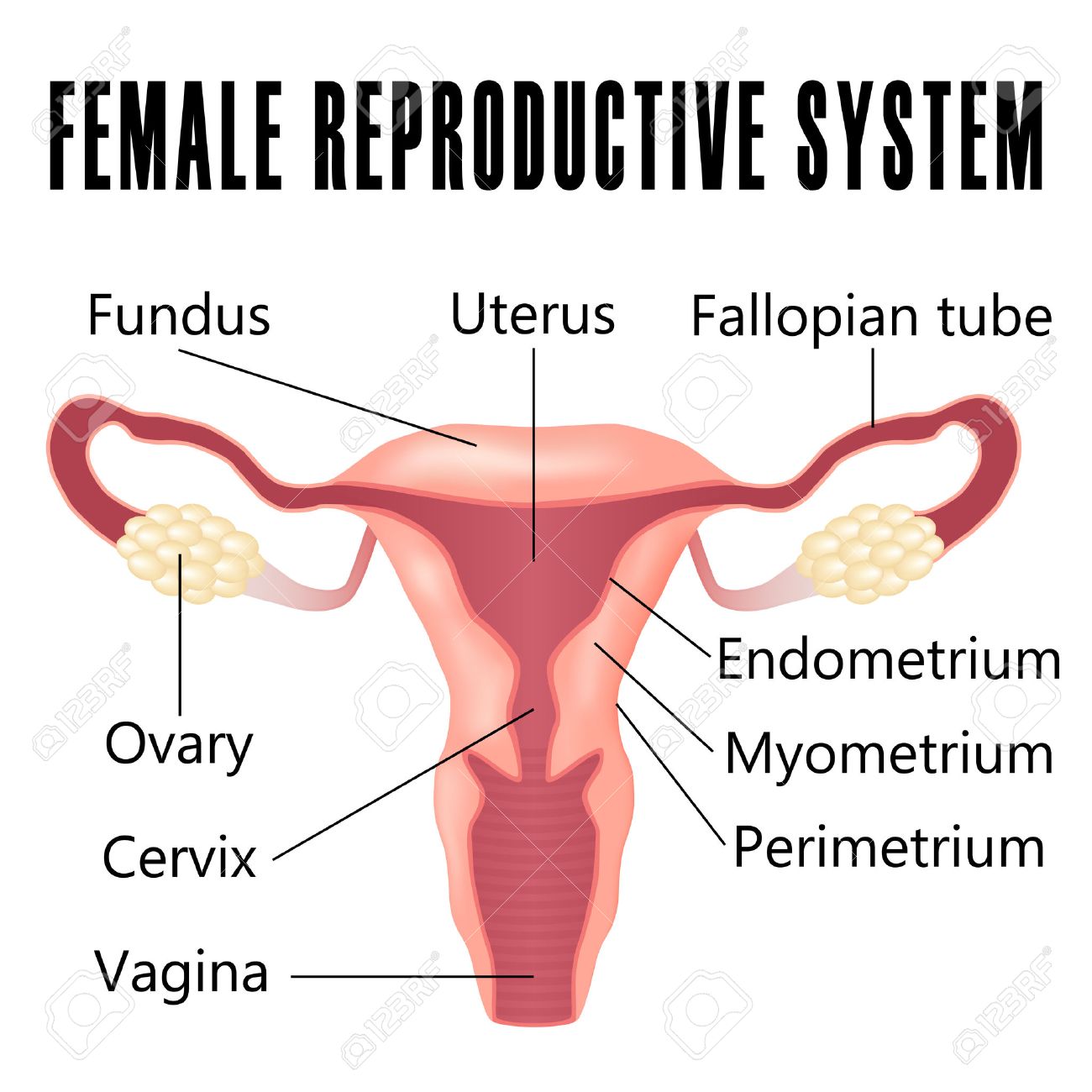 Женская Половая Система, Матка И Яичники Схема. Клипарты, SVG.