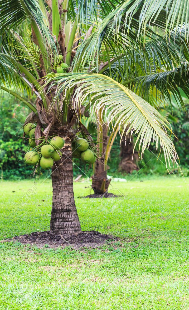 Coconut Tree Dwarf Variety In Plantation Stock Photo Picture And Royalty Free Image Image 20956290