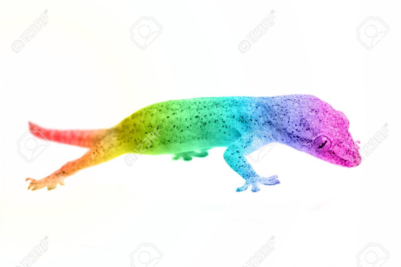 multi colored lizard