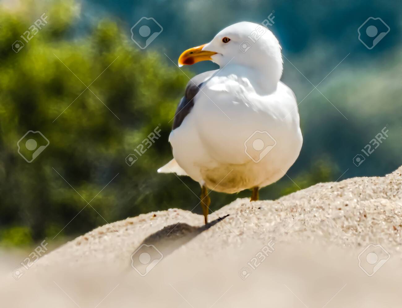 etiam-dictum-ipsum-a-felis