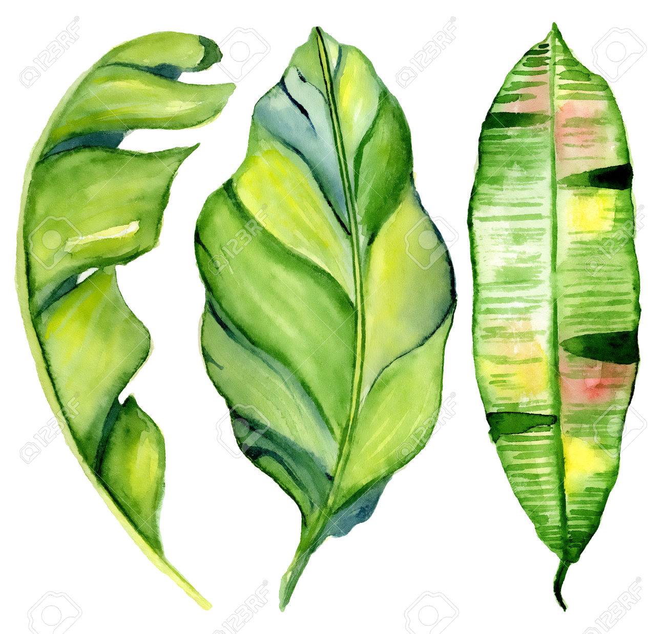 水彩トロピカル葉っぱ手描き植物セット エキゾチックなヤシの葉 ジャングル ツリー完璧なファブリックのデザイン 招待状 グリーティング カード 壁紙のアロハ コレクション の写真素材 画像素材 Image