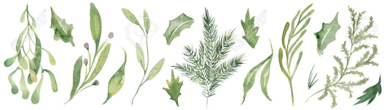 Watercolor pine brunches and leaves hand drawn christmas decor illustration - 154865536 Watercolor pine brunches and leaves hand drawn christmas decor illustration - 154865536