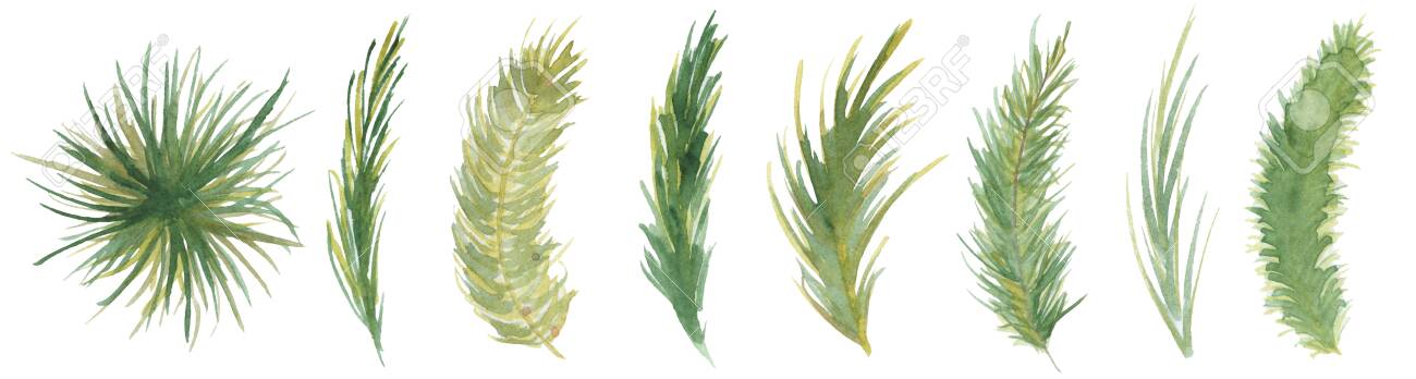 Watercolor pine brunches hand drawn christmas decor illustration - 154865711 Watercolor pine brunches hand drawn christmas decor illustration - 154865711
