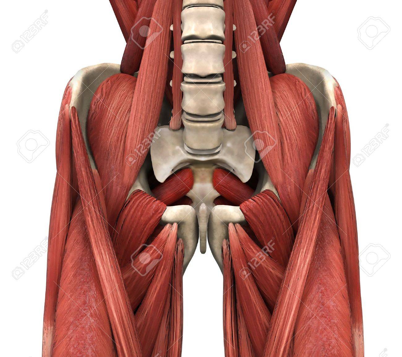 大腰筋 の写真素材 画像素材 Image 大腰筋 の写真素材 画像素材 Image