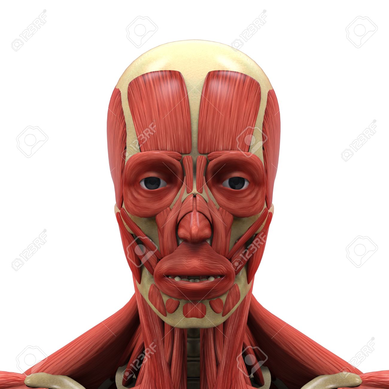 Human Face Anatomy Stock Photo Picture And Royalty Free Image Image 21459798