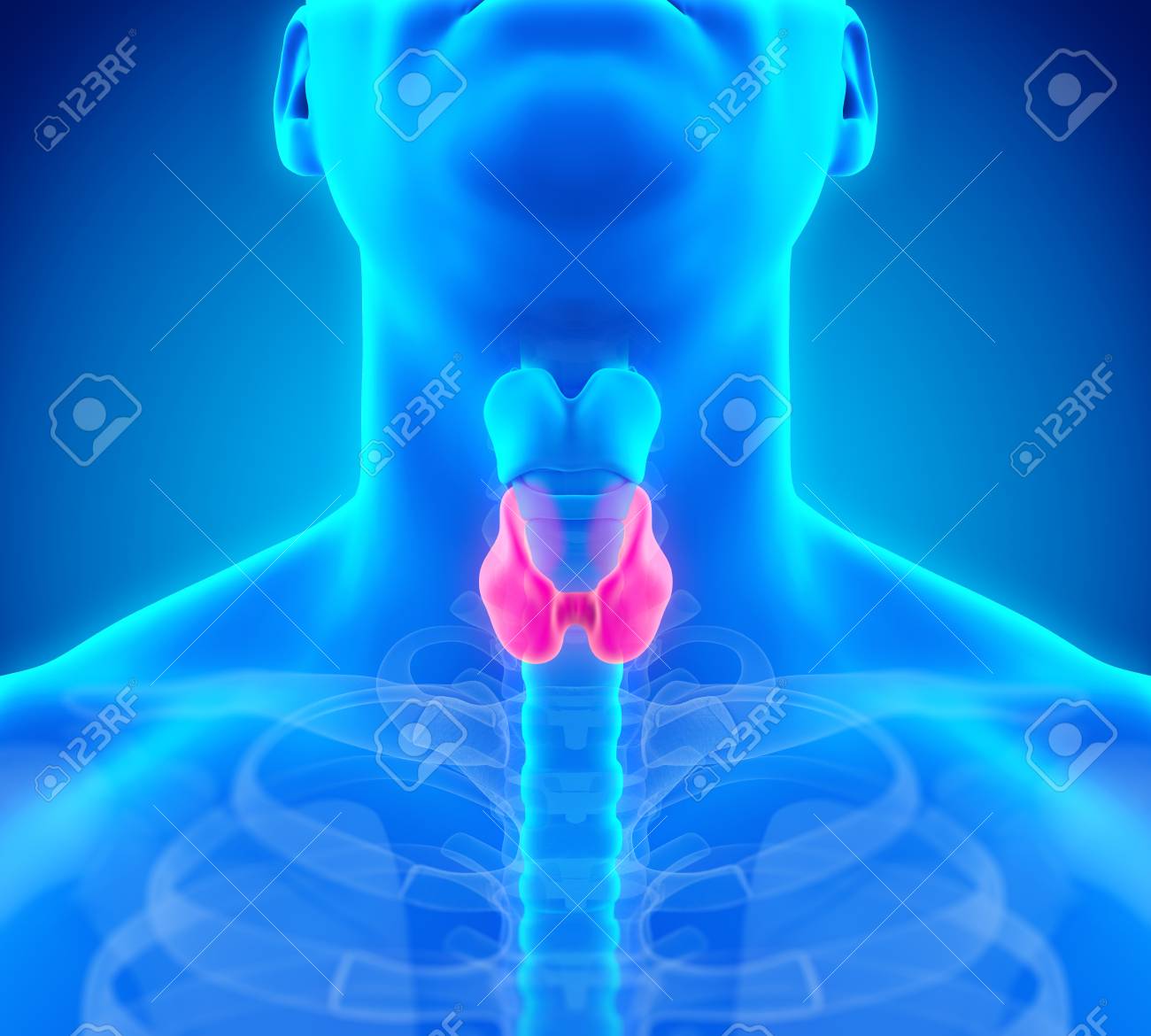 Human Thyroid Gland Anatomy Illustration - 88972815 Human Thyroid Gland Anatomy Illustration - 88972815