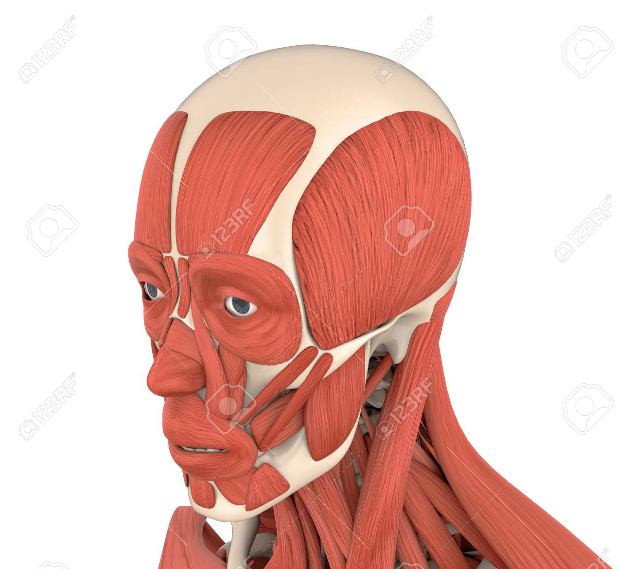 Human Facial Muscles Anatomy Stock Photo, Picture And Royalty Free Image.  Image 89516194.