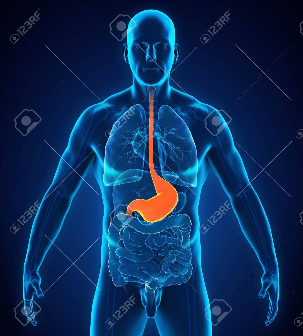 Human Stomach Anatomy - 89427159 Human Stomach Anatomy - 89427159