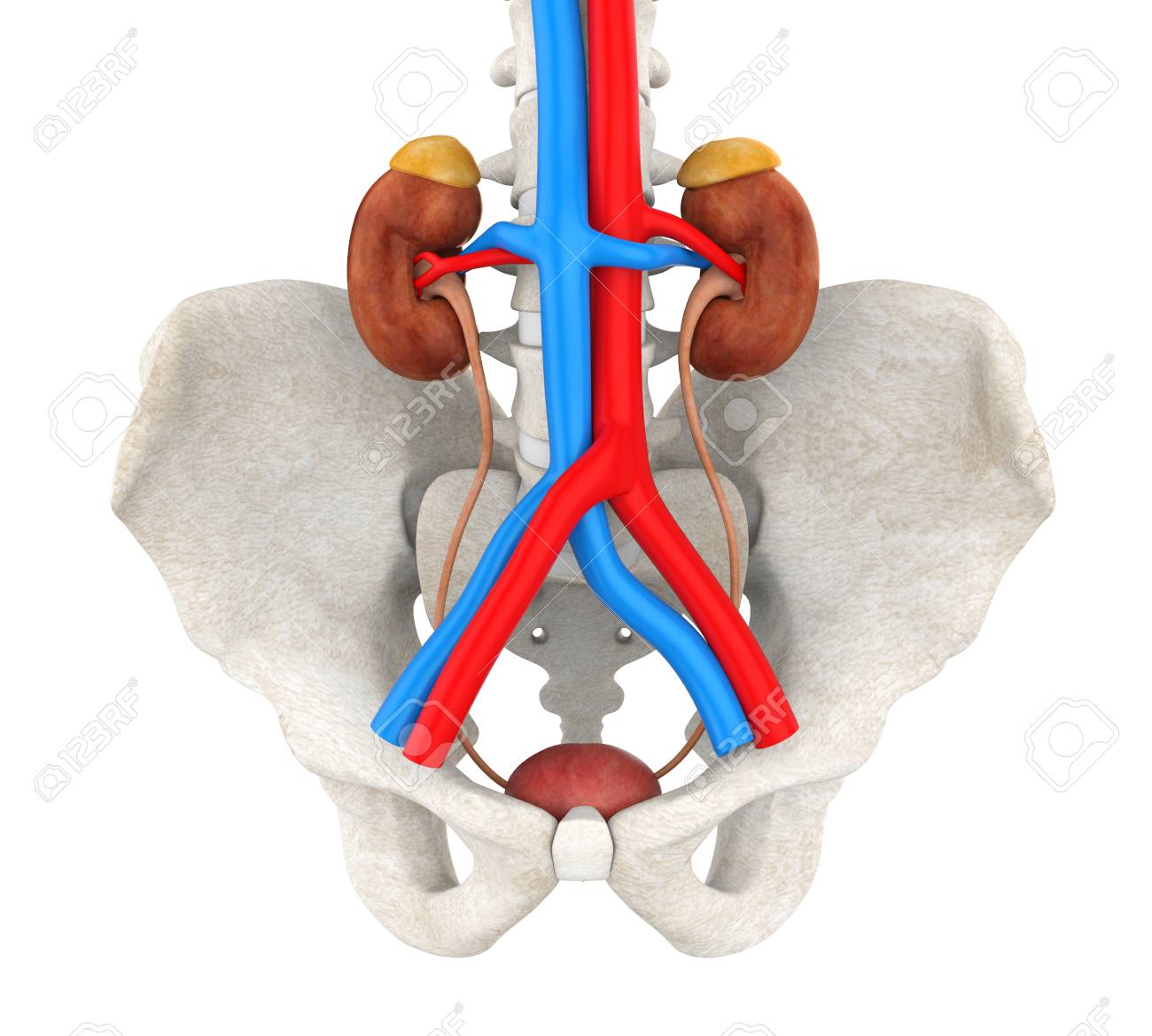 Human Urinary System Illustration - 89943125 Human Urinary System Illustration - 89943125