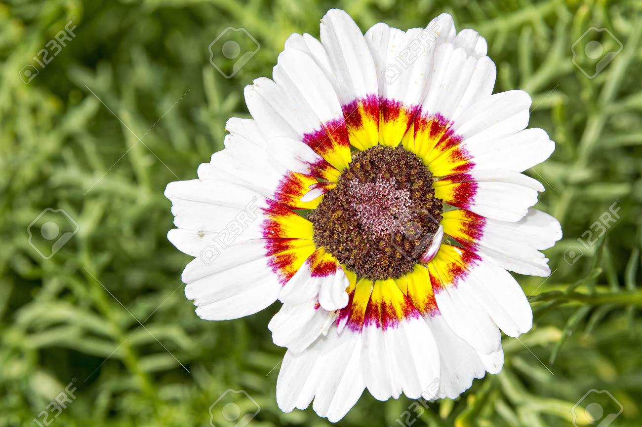 Belle Fleur Blanche Avec Fleur Jaune Rouge Avec Arrière Plan Flou