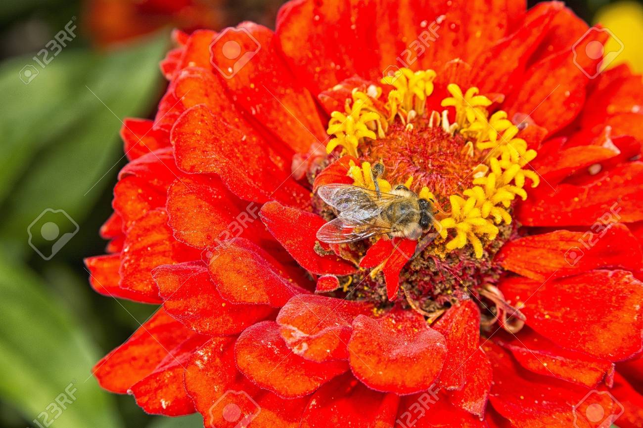 Flor Zinia Rojo Con Una Pequena Abeja Fotos Retratos Imagenes Y Fotografia De Archivo Libres De Derecho Image 33608148