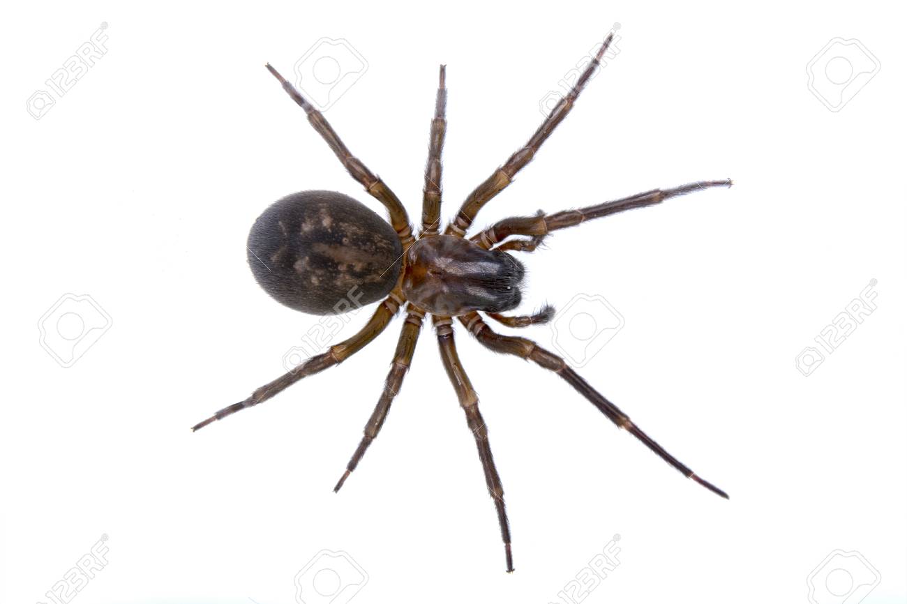 Dunkle Braune Spinne Auf Einem Weissen Hintergrund Lizenzfreie