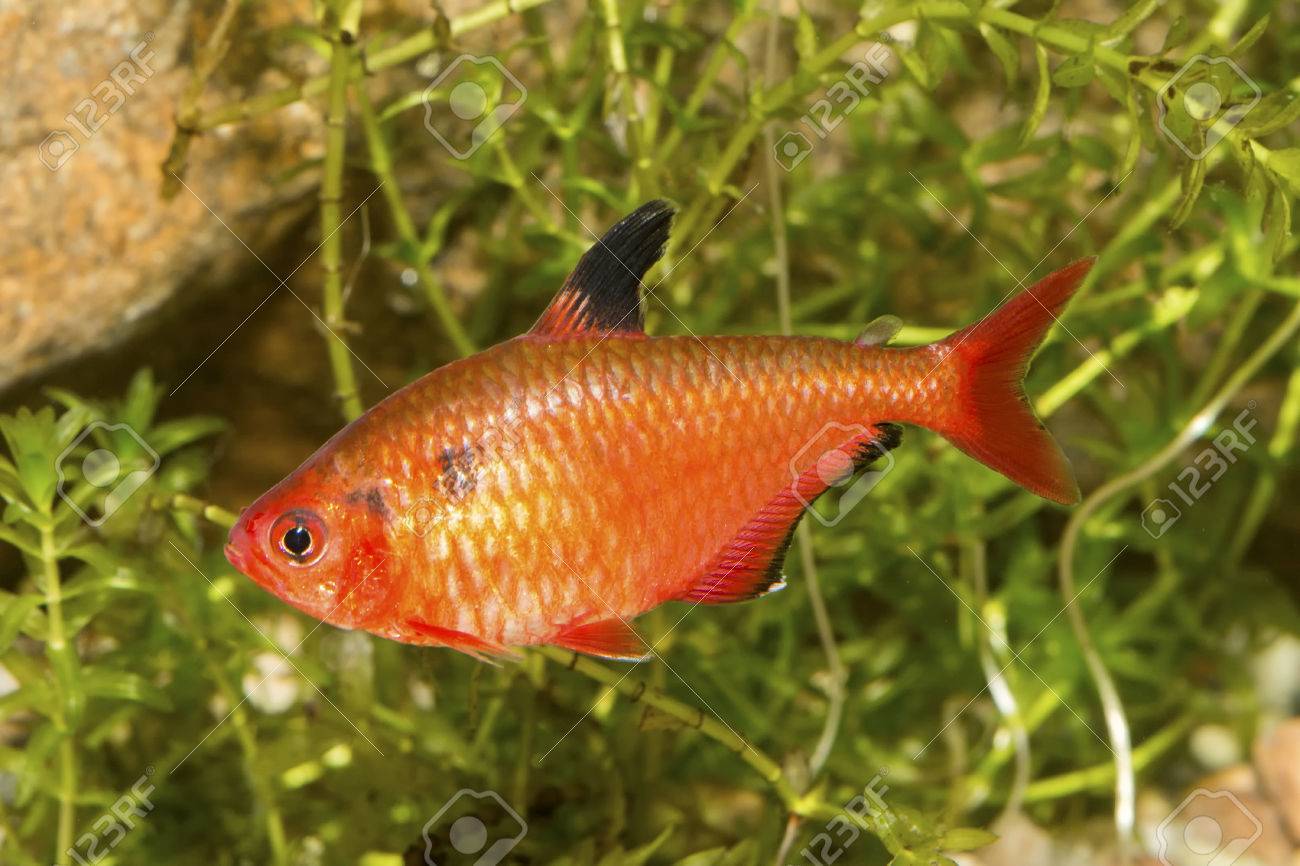 red tetra fish