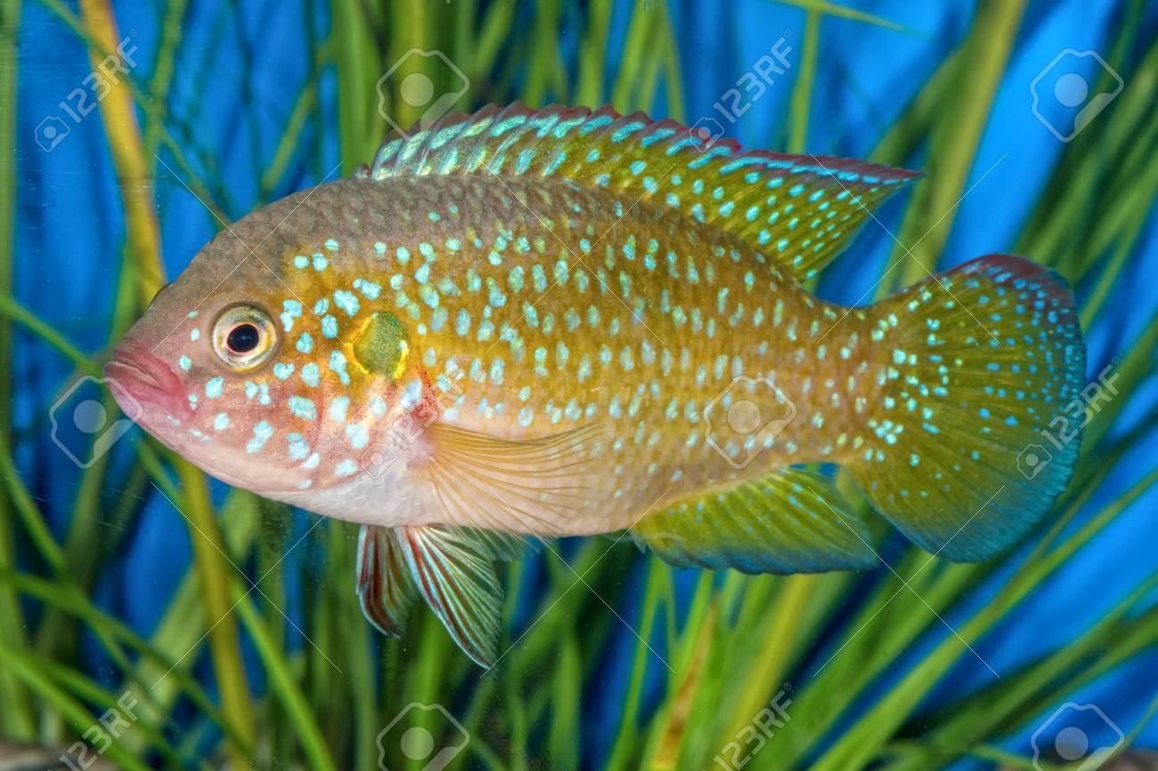 Aquariums Poissons Et Plantes Deau Douce Apistogramma
