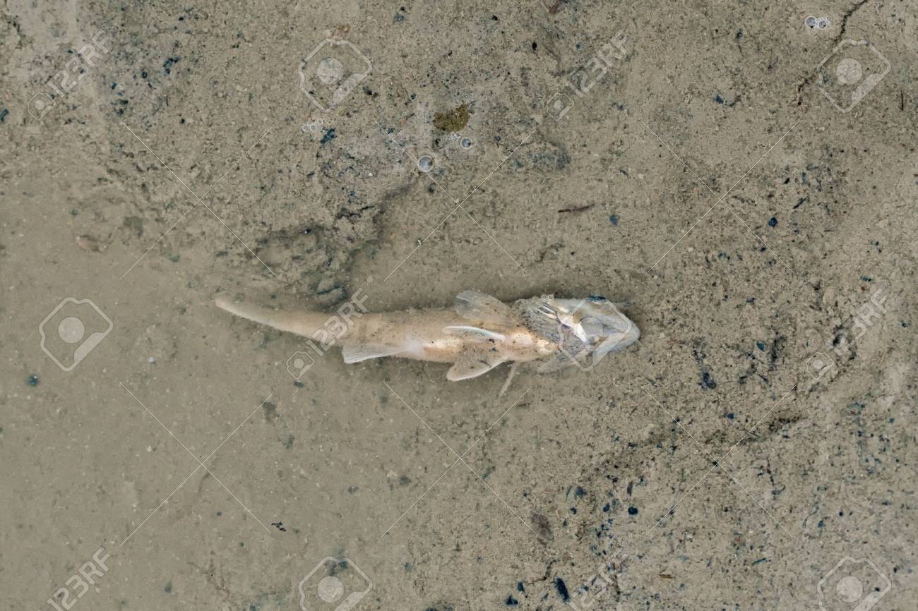 Un Poisson Mort Au Fond De L Etang Libere Banque D Images Et Photos Libres De Droits Image 65742749
