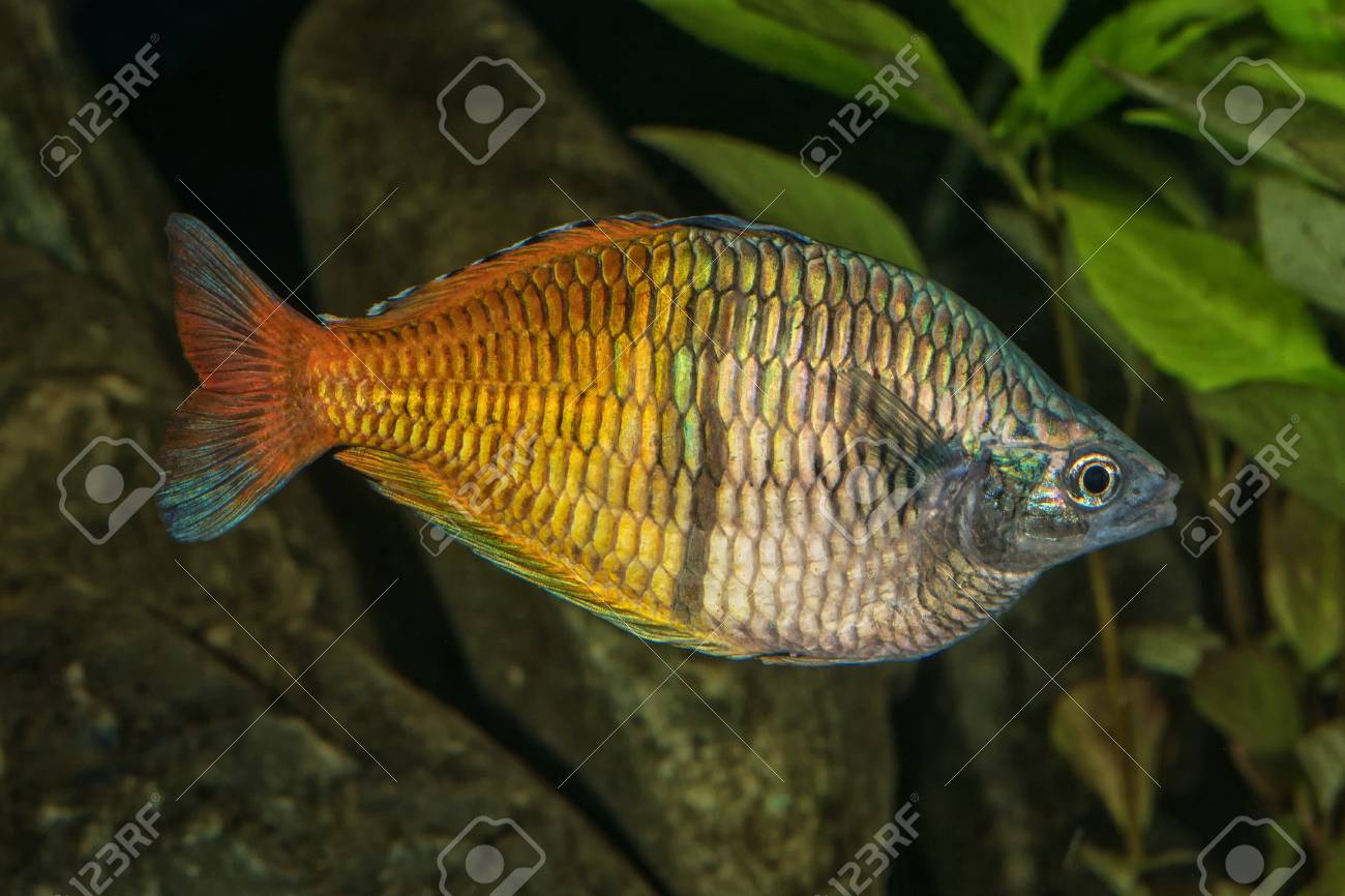 99 boesemani rainbow discus