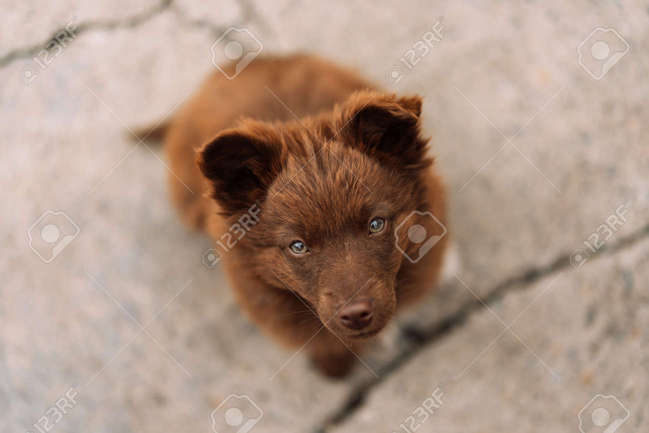 Brown-colored puppy with green eyes sits and looks at the camera. Pet love concept. - 169602947 Brown-colored puppy with green eyes sits and looks at the camera. Pet love concept. - 169602947