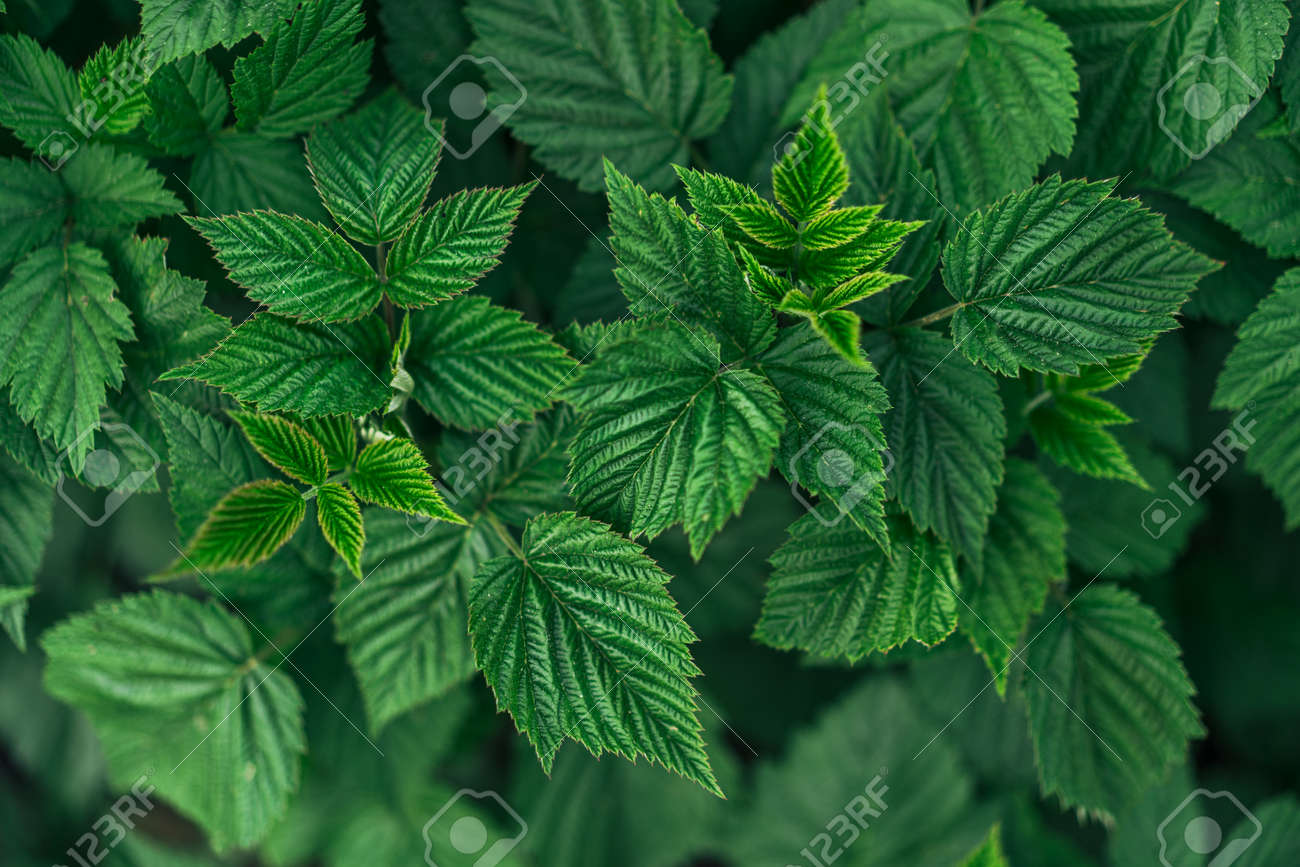 Green summer background of a lot of raspberry leaves. - 169694069 Green summer background of a lot of raspberry leaves. - 169694069
