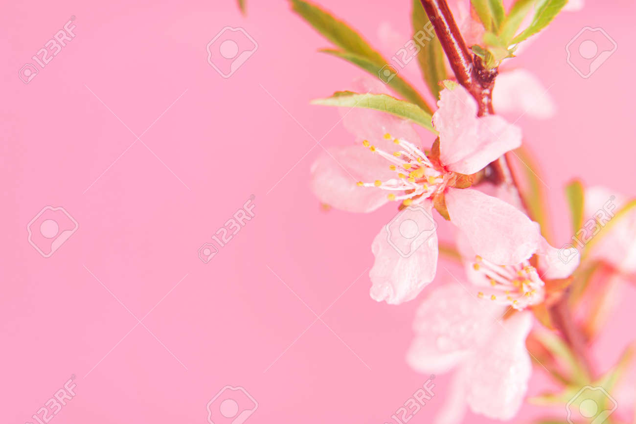 Close up photo of Wild Pink almond bloom on pink background. Spring time. - 169694081 Close up photo of Wild Pink almond bloom on pink background. Spring time. - 169694081