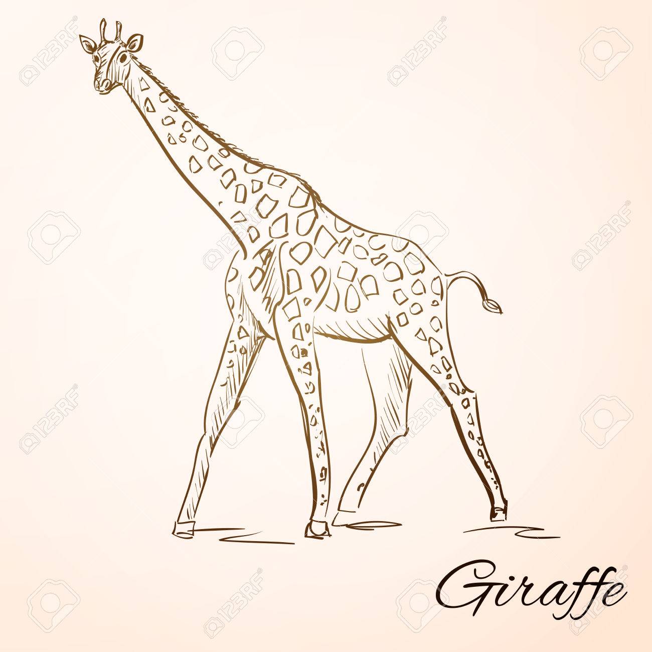sketch doodle drawing giraffe vector illustration royalty free