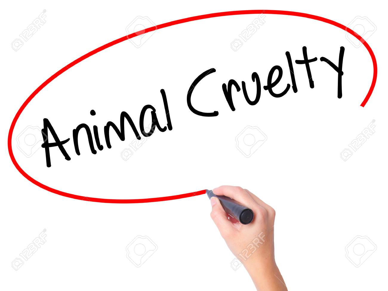 Women Hand Writing Animal Cruelty With Black Marker On Visual Stock Photo Women Hand Writing Animal Cruelty With Black Marker On Visual Screen Isolated On White Business Technology Internet Concept Stock Photo