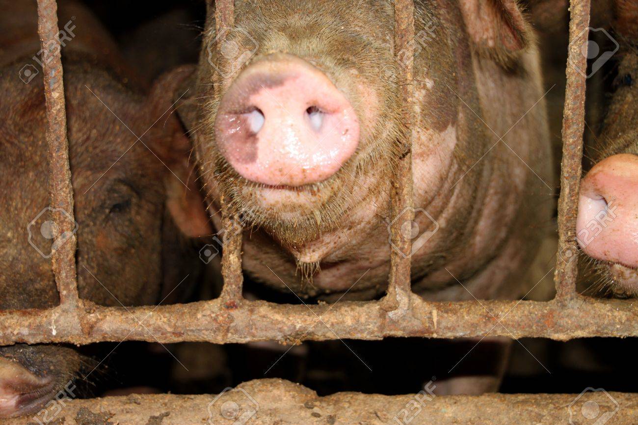 3 豚は涼しく ぬれた安定のいくつかの食べ物を待っています の写真素材 画像素材 Image 10331933