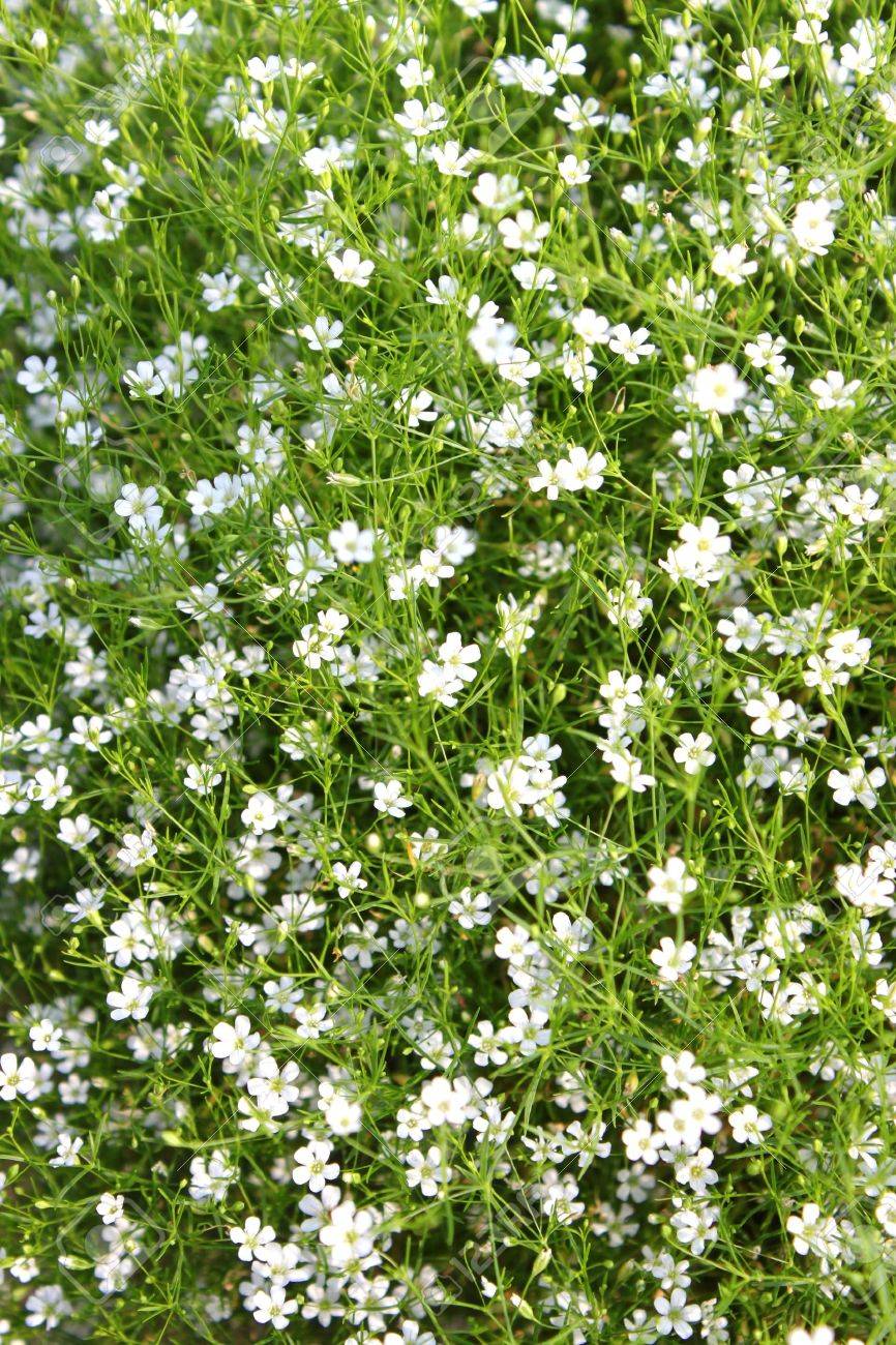 庭の白いカスミソウ花の画像 の写真素材 画像素材 Image 庭の白いカスミソウ花の画像 の写真素材 画像素材 Image