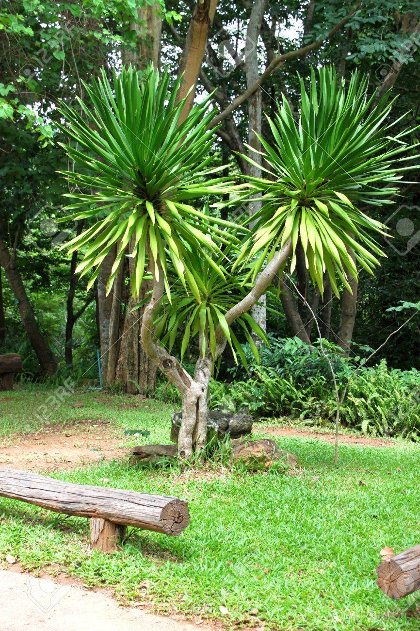 jan pha, a kind of tree grown in the tropical forest, in garden jan pha, a kind of tree grown in the tropical forest, in garden