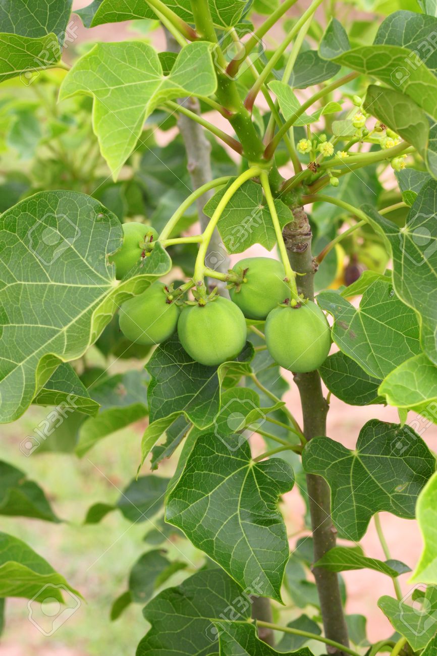 Kết quả hình ảnh cho Jatropha curcas