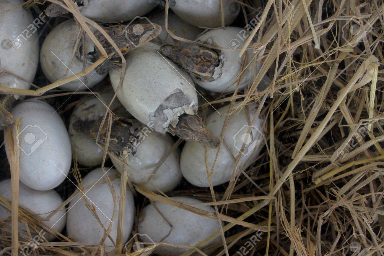 ワニの卵孵化 の写真素材 画像素材 Image