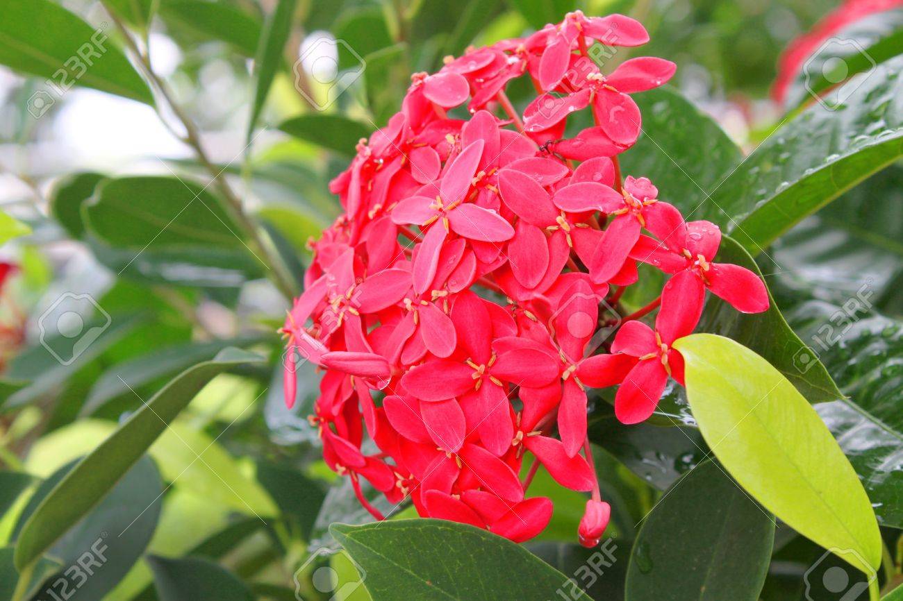 ixora flowering plants decoration in tropical garden stock photo ixora flowering plants decoration in tropical garden stock photo