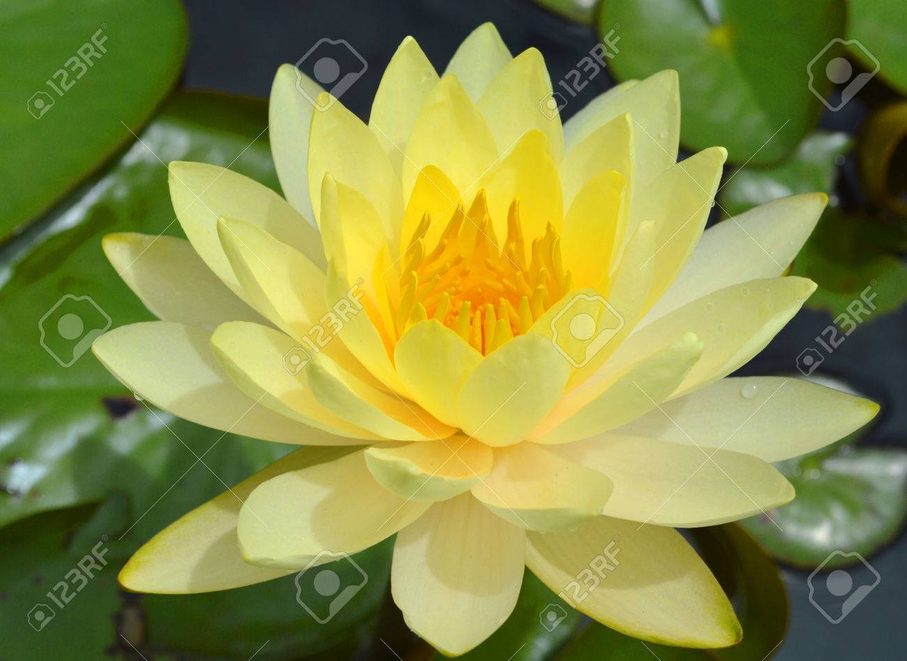 タイの縁起の良い蓮の花 の写真素材 画像素材 Image タイの縁起の良い蓮の花 の写真素材 画像素材 Image
