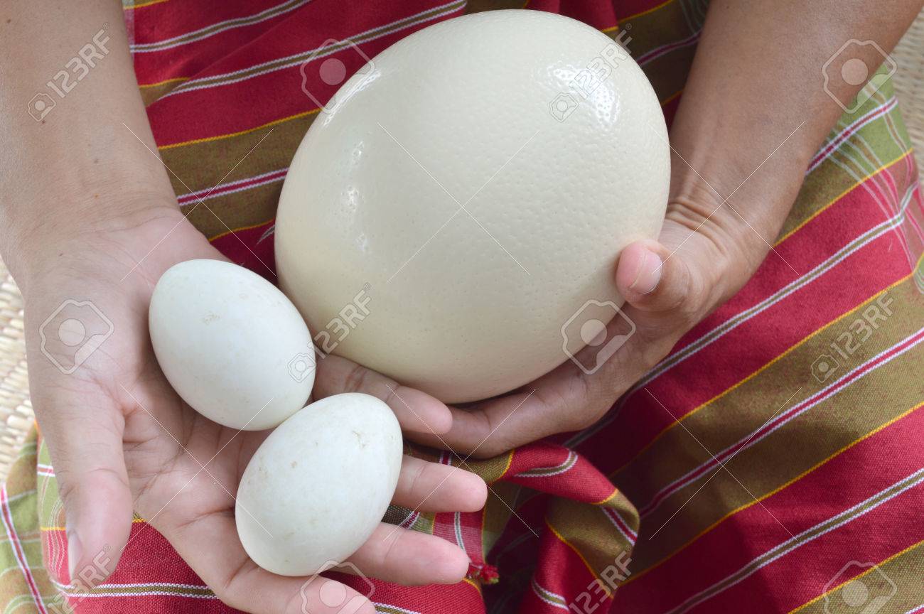 ostrich egg and duck eggs in human hands to compare the size - 27530208 