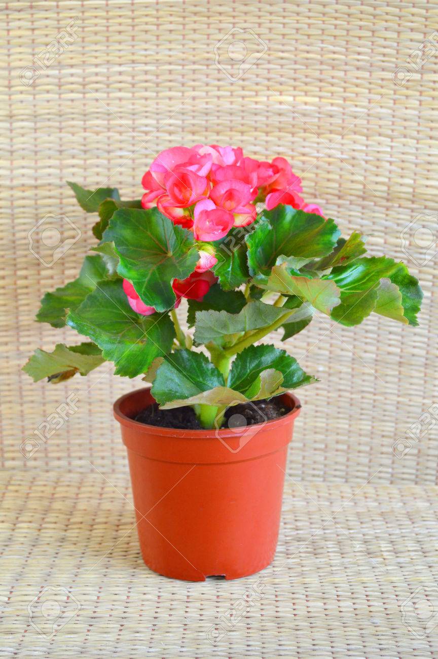 Begonia Flowers In Plant Plastic Pot Stock Photo Picture And Royalty Free Image Image 27636192