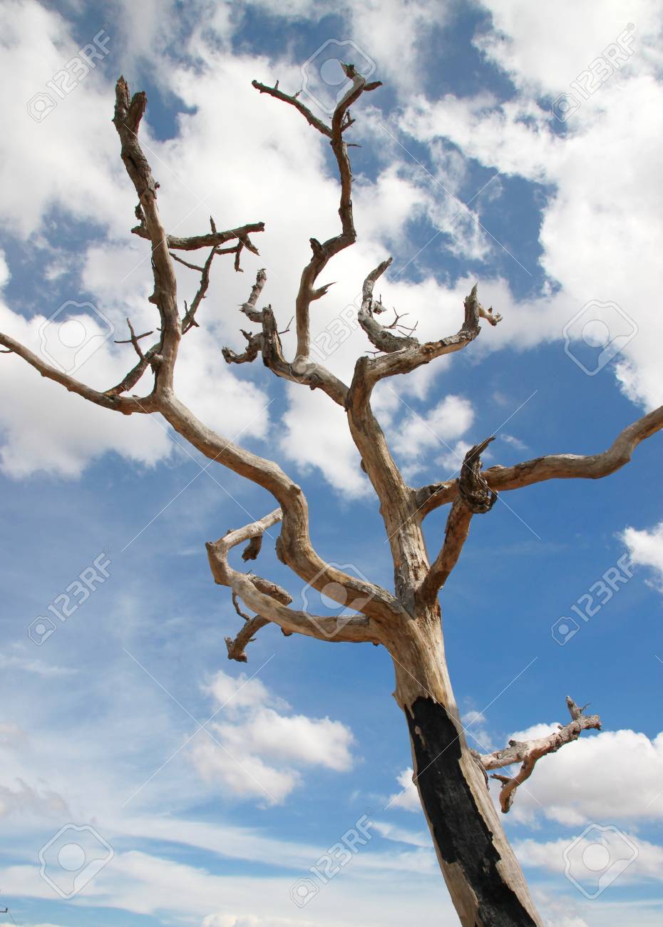 北東タイ デッドウッドと乾燥の木の太い枝を乾燥と乾燥 の写真素材 画像素材 Image