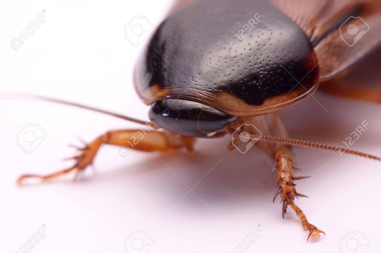 タイ 潜入ゴキブリ で白い背景の上の生活のゴキブリの種 の写真素材 画像素材 Image