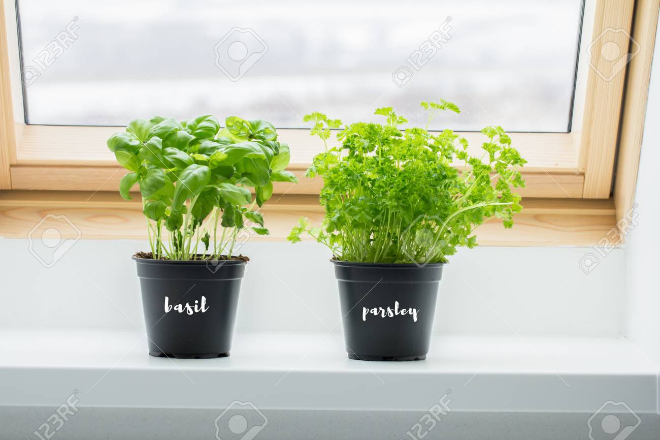 Basil And Parsley Herbs On Kitchen Window Stock Photo Picture And