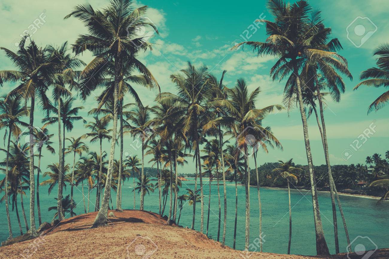Palm Trees On Tropical Beach Vintage Toned And Retro Color