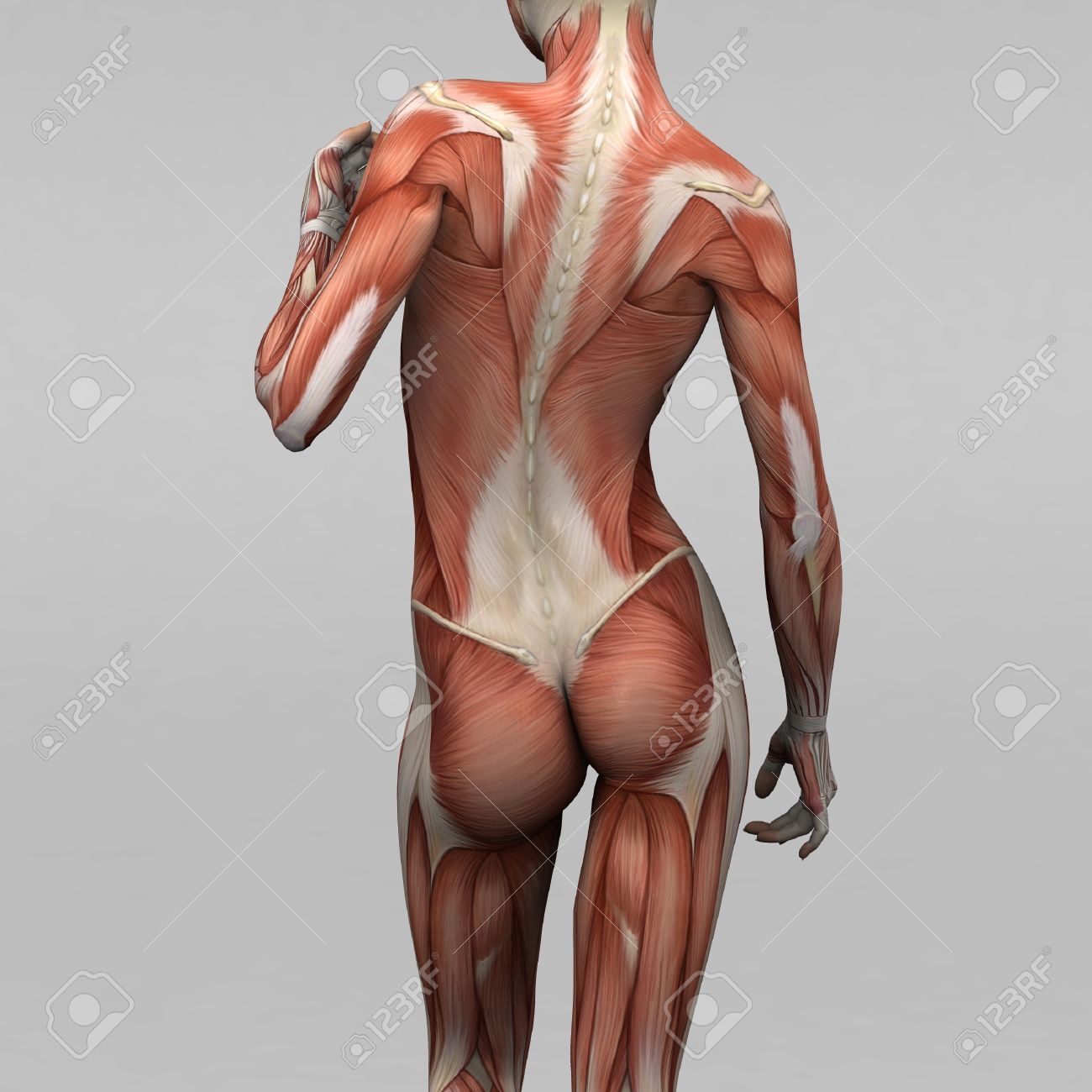 Female Human Anatomy And Muscles Stock Photo Picture And Royalty Free Image Image 17714356