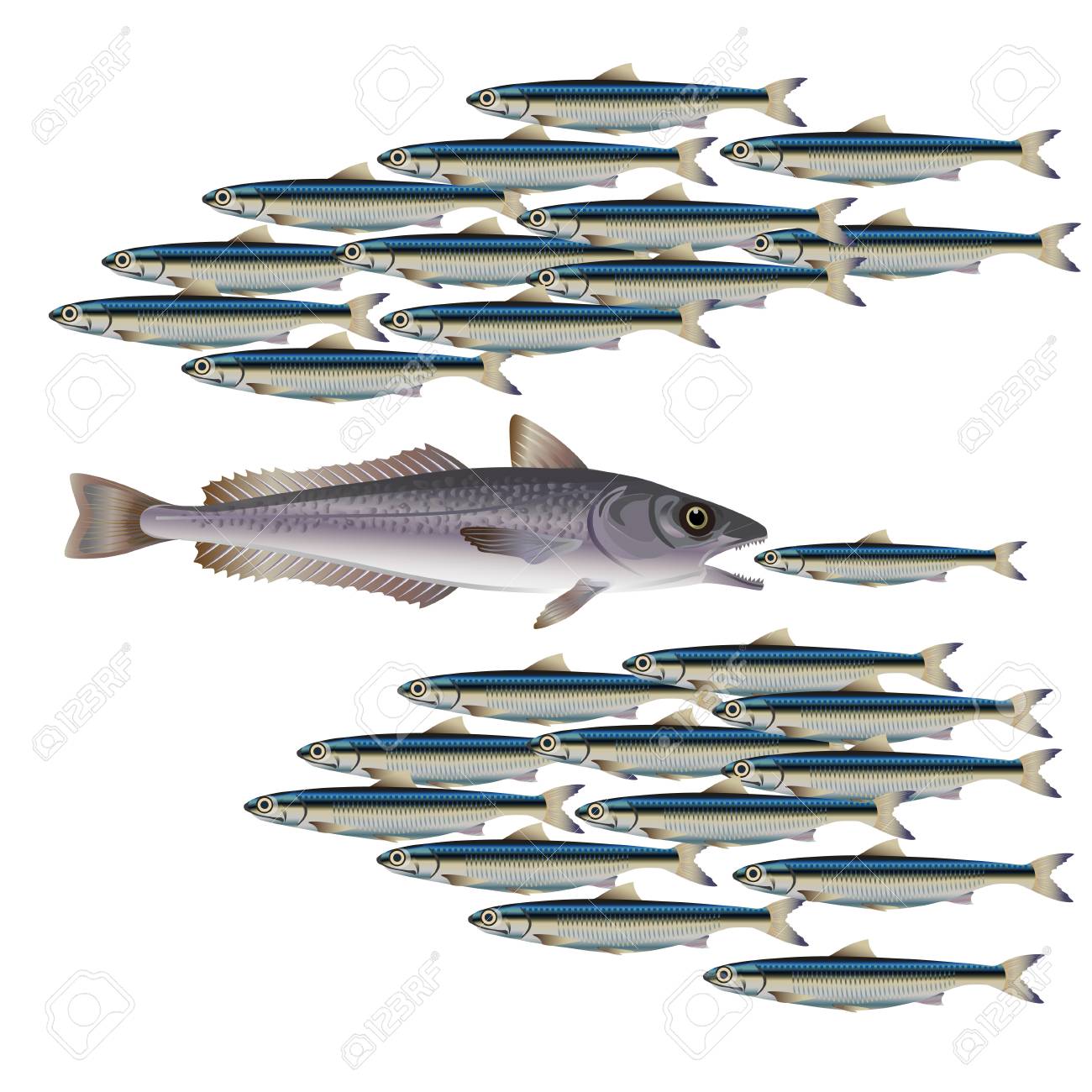 捕食魚が小さい魚を捕食します ベクトル図 のイラスト素材 ベクタ Image 捕食魚が小さい魚を捕食します ベクトル図 のイラスト素材 ベクタ Image