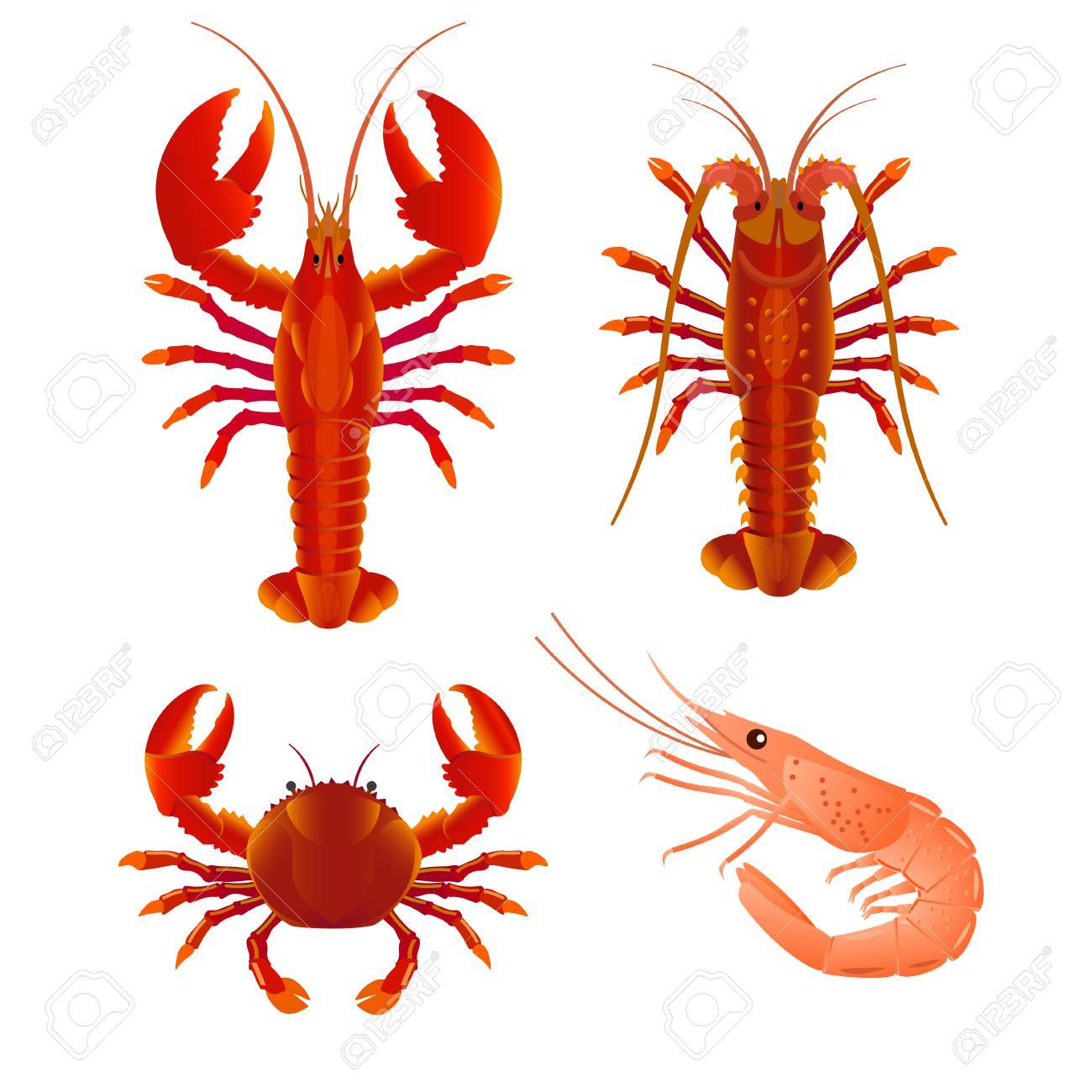 Guangcailun Netz Crab Fischernetz Crayfish Hummer Garnele-Hummer-Fische Garnele Hand Fall Faltbare Fishing Network Trap-Cage zuf/ällige Farbe