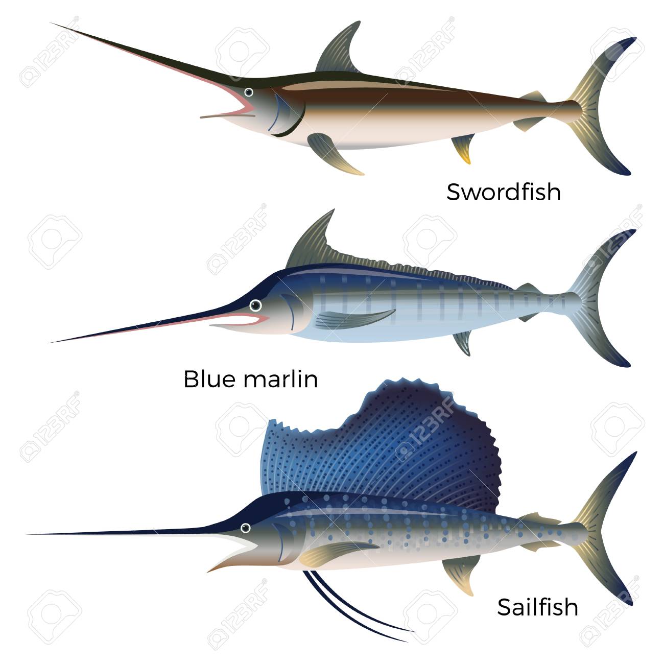 set of billfish swordfish