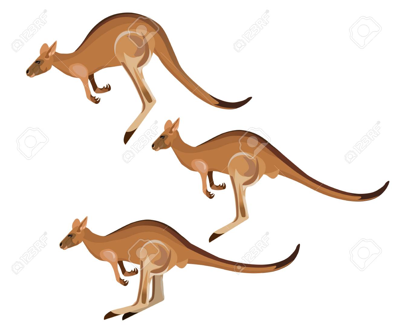 カンガルーのジャンプのセットです 白い背景で隔離のベクトル図 のイラスト素材 ベクタ Image