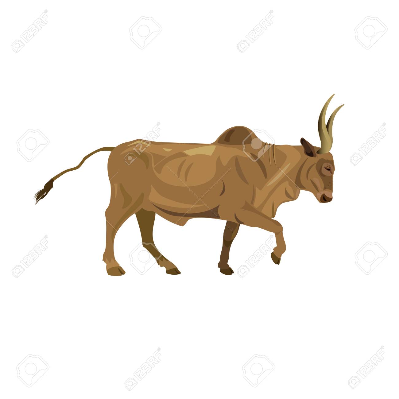 zebu bull walking vector illustration isolated on white background