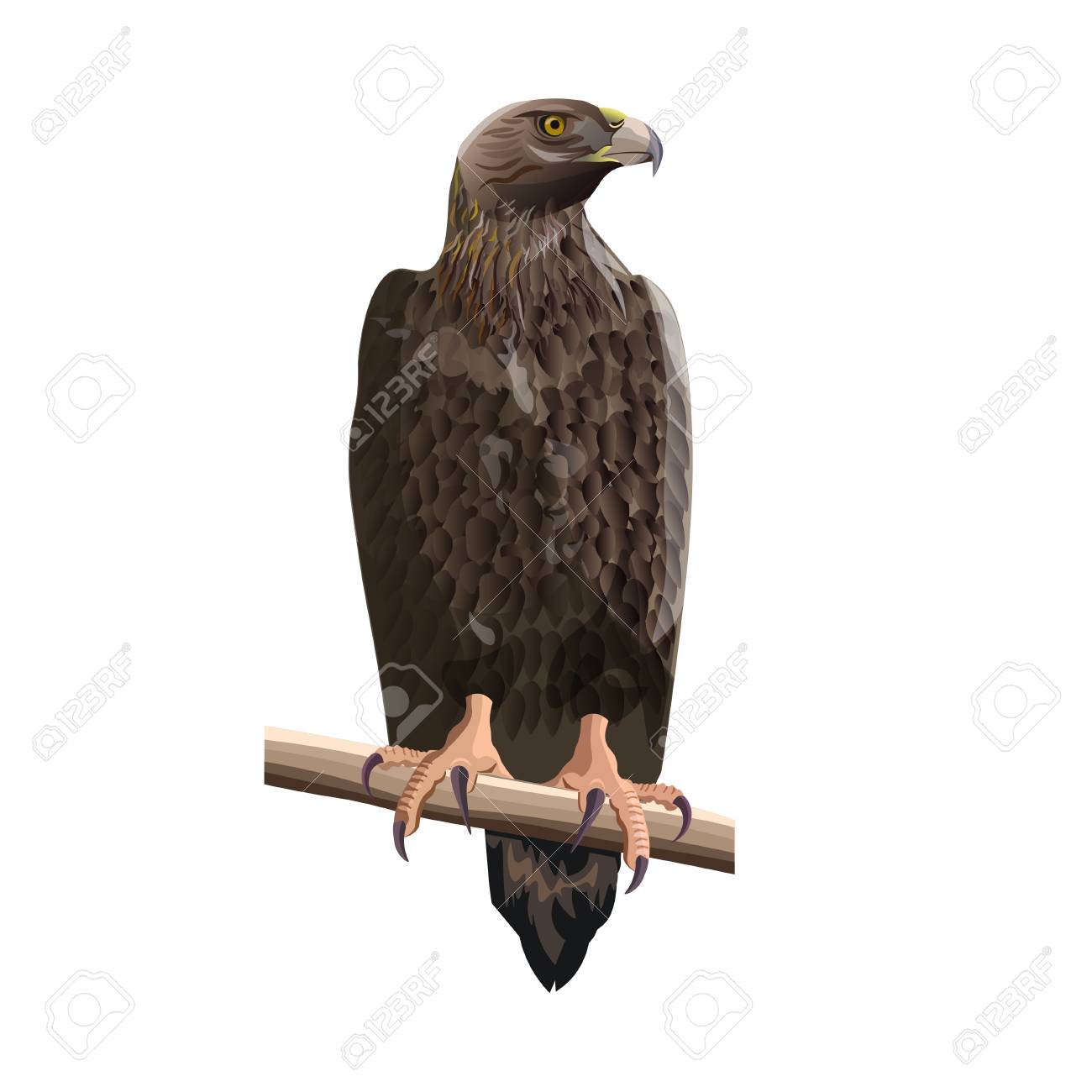 Golden Eagle Sitting On A Tree Branch Vector Illustration Isolated