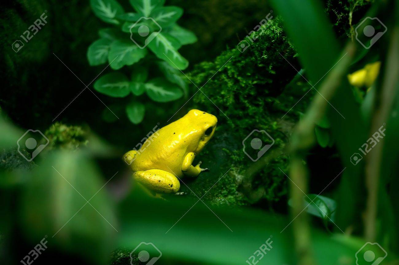 黄色のカエル の写真素材 画像素材 Image 黄色のカエル の写真素材 画像素材 Image