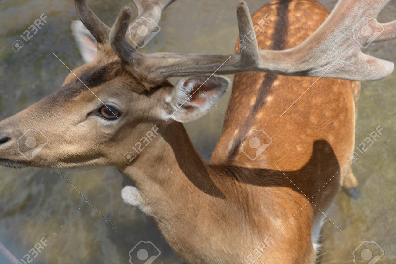 Ein Schones Hirsch Natur Tier Berge Mannlich Naturlich Lizenzfreie Fotos Bilder Und Stock Fotografie Image